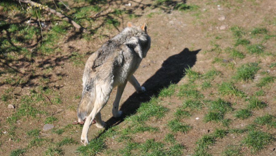 Deux loups au moins rôdent en Aveyron.