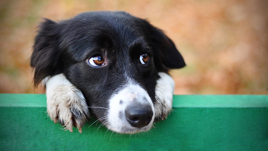 Le décès d'un des chiens du foyer peut perturber le comportement du canidé survivant parce qu'ils partageaient la même routine quotidienne.