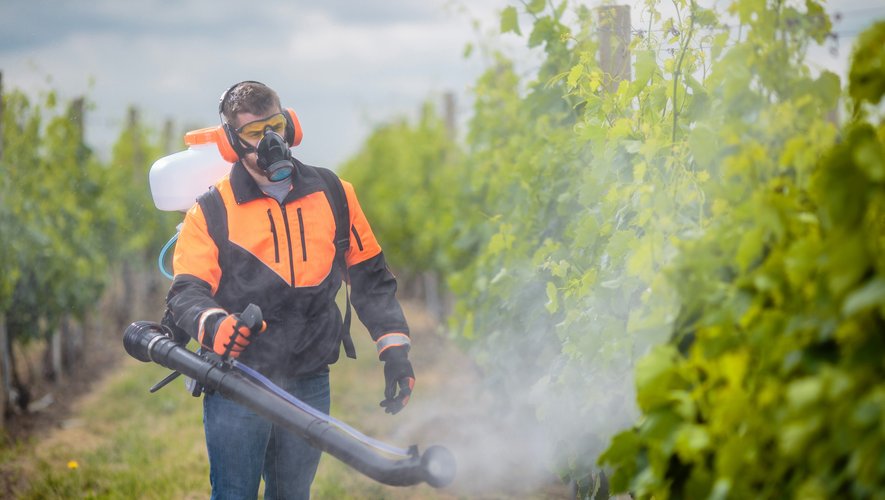 Désormais, les vignerons français ne peuvent pas répandre plus de 450g de glyphosate par hectare et par an