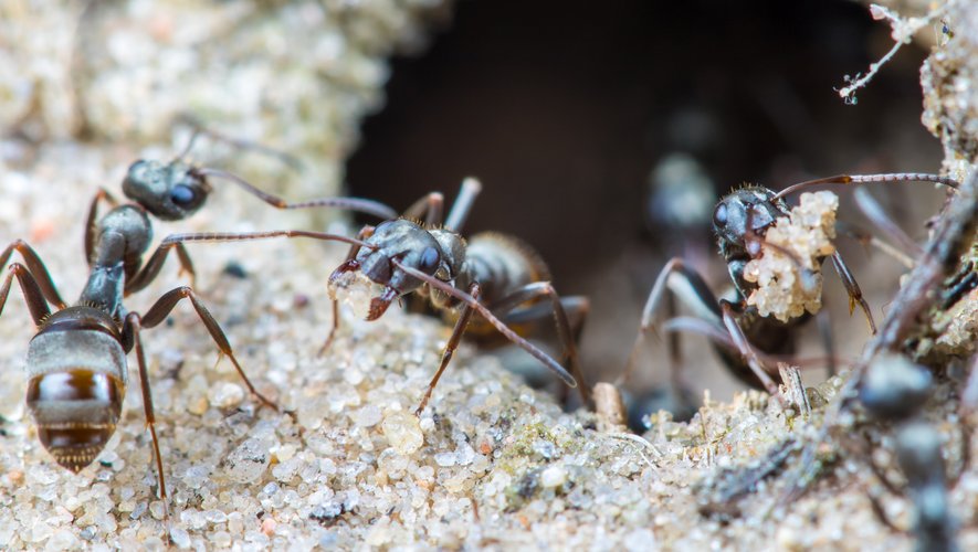 Une variété de fourmis est capable de repérer les cellules cancérigènes chez les humains.