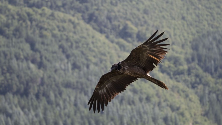Espèce de vautour présente en France, le gypaète barbu est réintroduit sur les Causses.