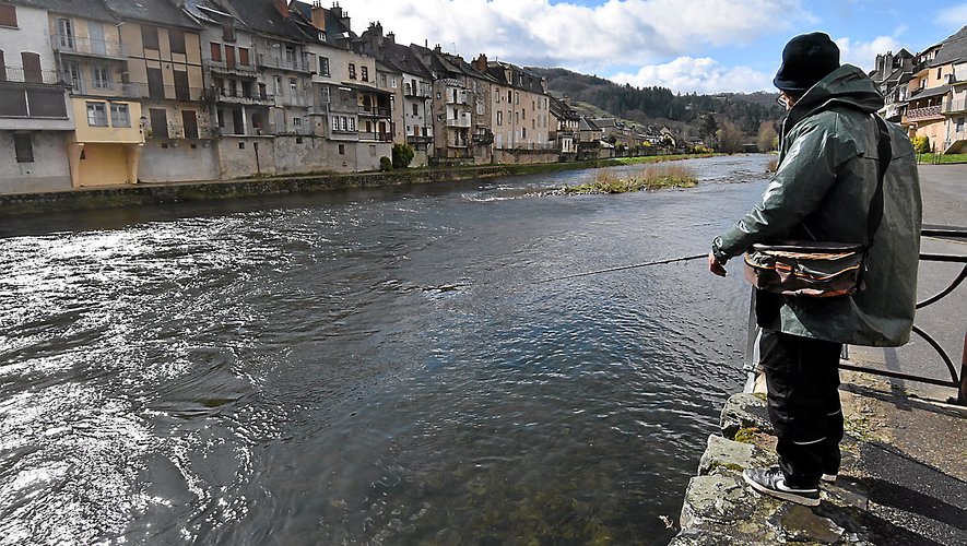 A ce jour, 20 000 truites ont été lâchées dans les plans d'eau et rivières de l'Aveyron et 140 000 le seront bientôt.