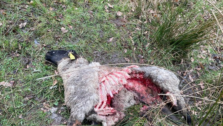 Les experts de l'office français de la biodiversité ont effectué des prélèvements pour confirmer la présence du loup.