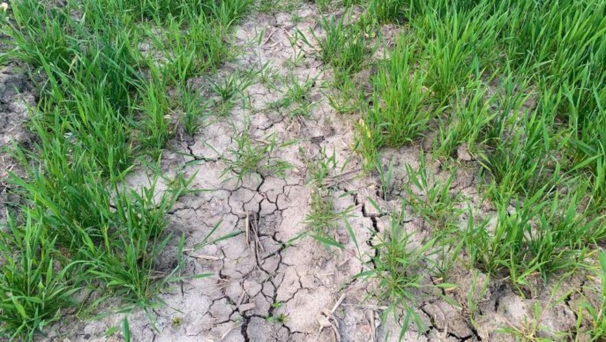 La sécheresse de ce début de printemps est déjà bien présente dans un certain nombre de régions françaises