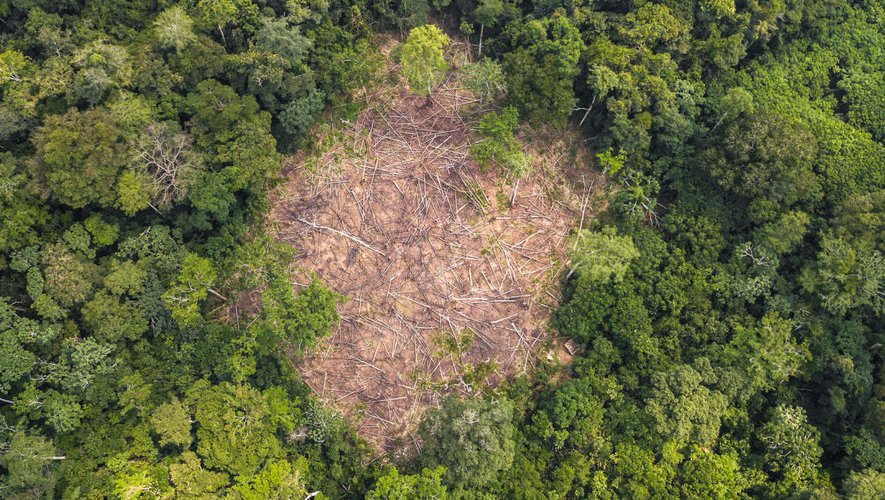 Les premières actions d'Anyama pourraient concerner les forêts. Guy est engagé contre la plantation industrielle et la déforestation.