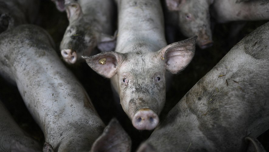 Des chercheurs européens ont mis au point un outil pour décoder les sentiments qu'expriment les cochons dans leurs divers grognements.