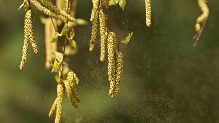 Allergies : la longue saison des pollens