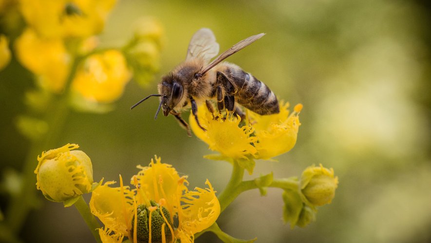 Les abeilles qui vivent dans les régions montagneuses sont plus vulnérables aux changements climatiques.