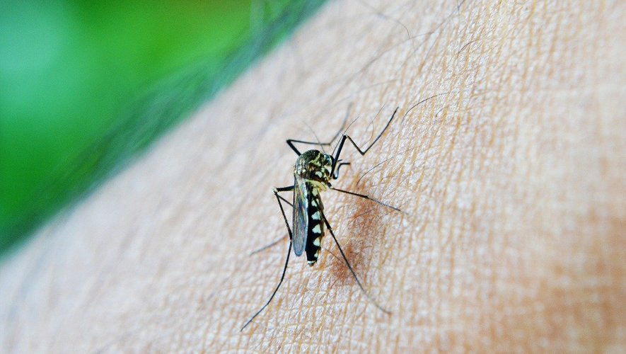 Les moustiques sont capables de reconnaître l'odeur humaine d'après une récente étude américaine.