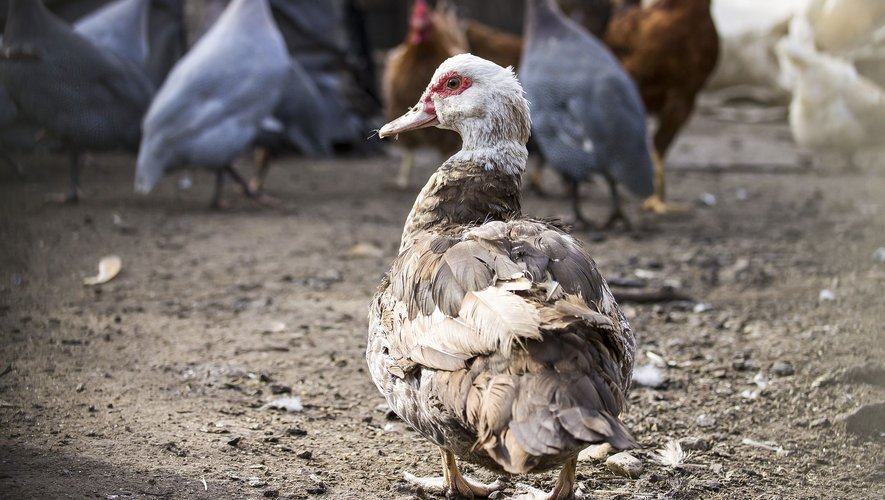 Le risque de grippe aviaire est passé à "modéré" en France, mais il est recommandé dans plusieurs communes de l'Aveyron de maintenir des mesures de mise à l'abri.