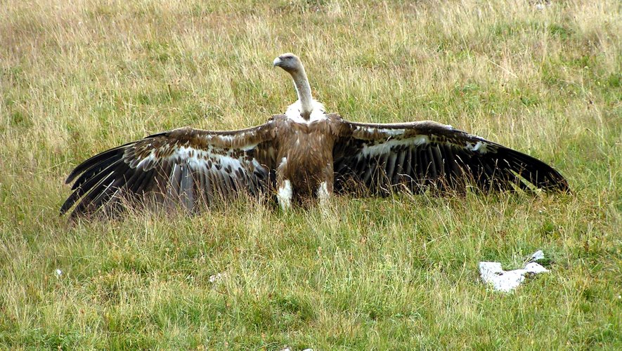La grippe aviaire vient d'être détecté sur le corps sans vie d'un vautour dans le Sud-Aveyron.