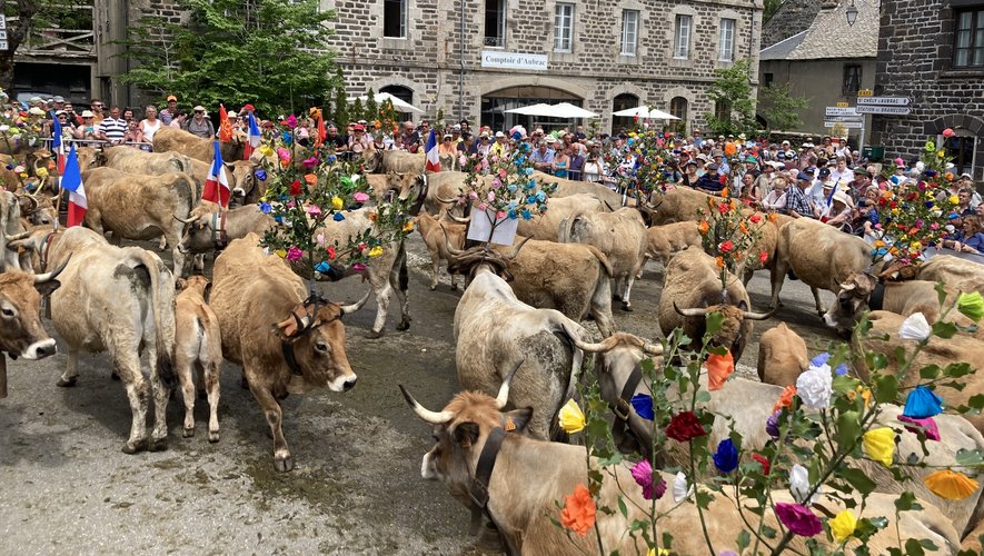 Sept troupeaux se sont succédé pour défiler sur la petite place du village d’Aubrac.