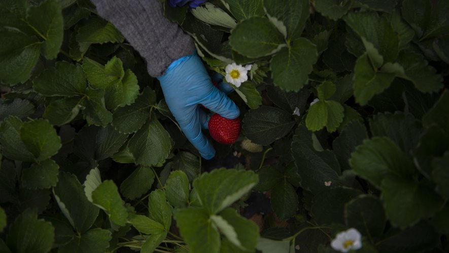 En Andalousie, coeur névralgique de la fraise espagnole, un projet de régularisation d'exploitations illégales déchire agriculteurs, élus et militants écologistes