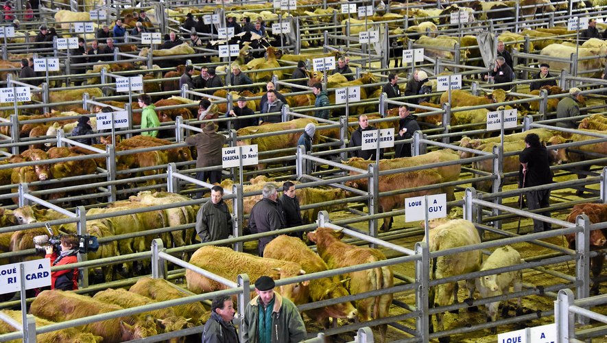 Le marché des bestiauxde Laissac est le plus grand marché des bestiaux de France.