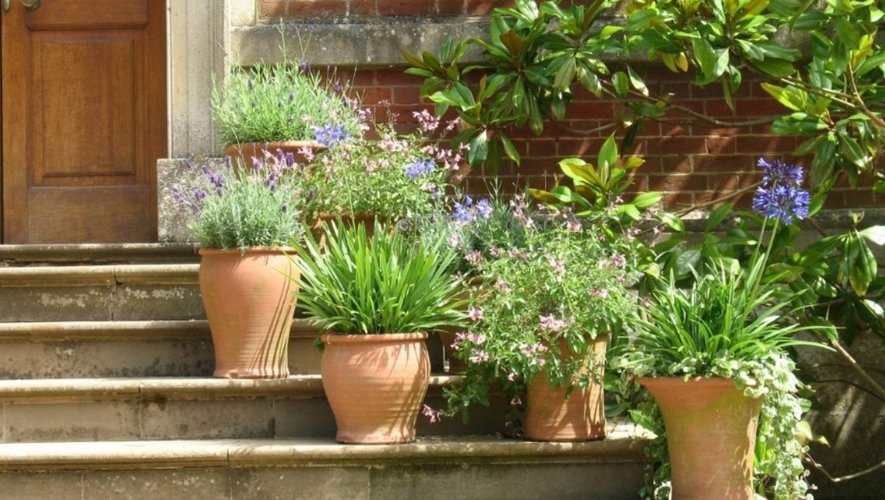 Attention à bien choisir les pots de vos plantes lors du pic de chaleur. Privilégiez les pots en terre cuite, meilleurs alliés de la chaleur et la canicule au jardin.