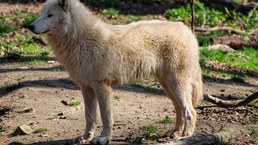 Les loups de la baie d'Hudson conservés dans le parc des Trois Vallées ne changeront pas de maison à la fin de l'été.