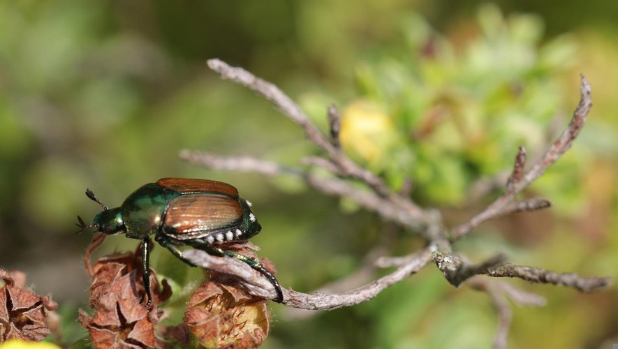 L'arrivée du scarabée japonais en France a de quoi inquiéter.