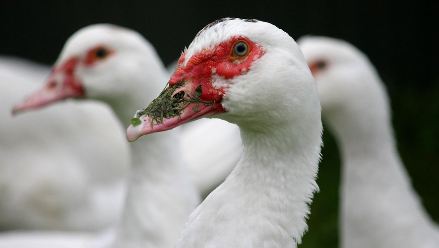La situation sanitaire s'améliore en Aveyron concernant la grippe aviaire.