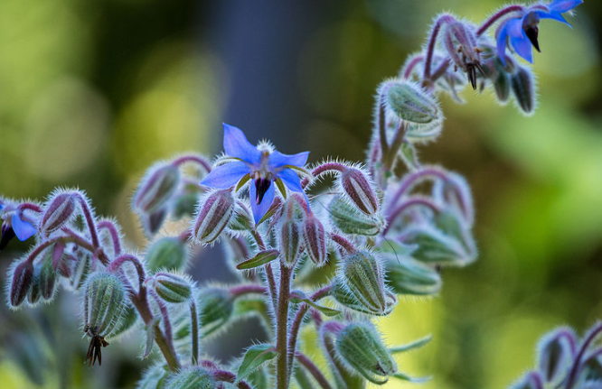 La bourrache, une jolie plante aux multiples vertus.