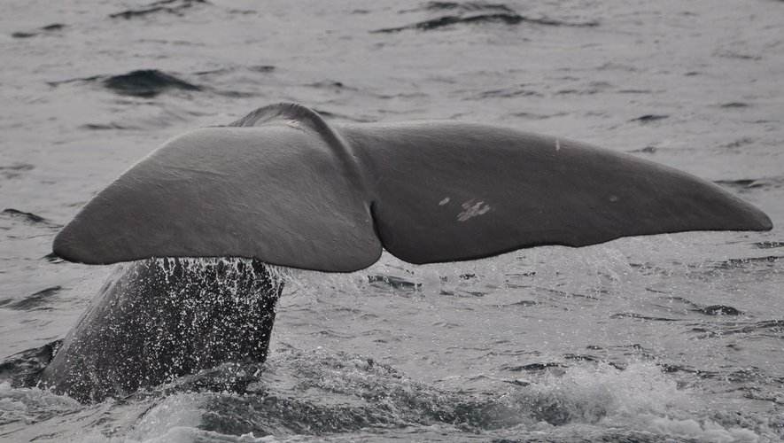 Une immense baleine est observée dans la Seine depuis jeudi 30 juin 2022.