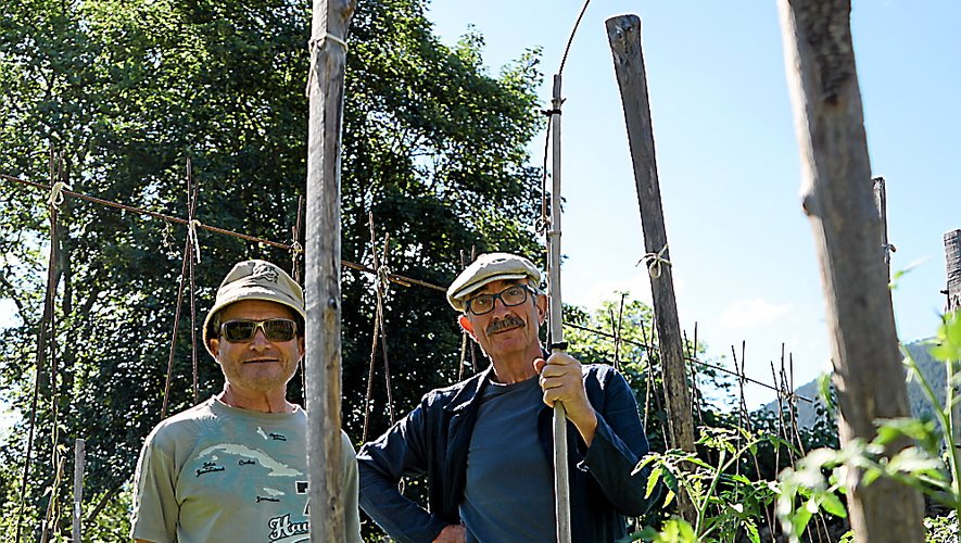 Pierre Boucard et Laurent Renaudin à l’œuvre au milieu des plants  de tomates anciennes.
