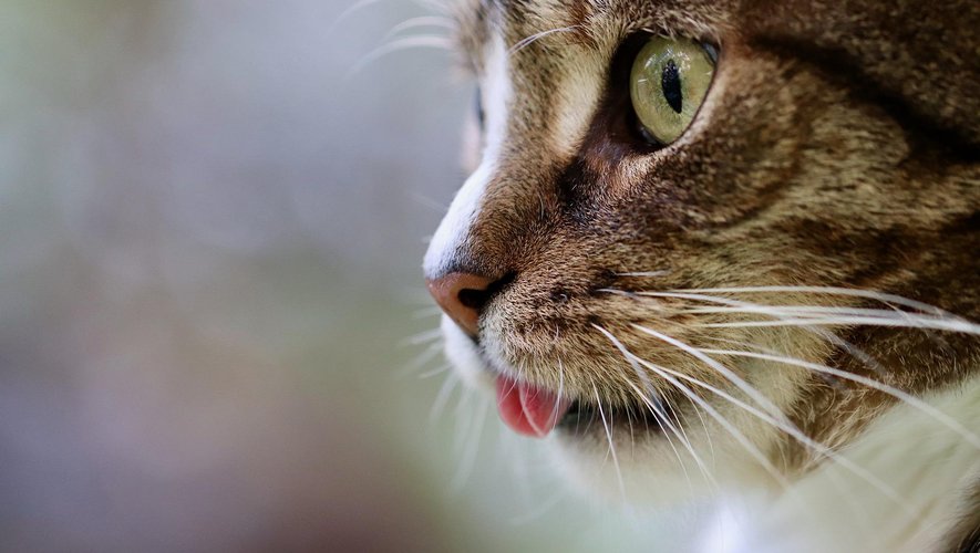 Des chats auraient été foudroyés par des produits de Purina, les croquettes font l'objet d'un rappel.
