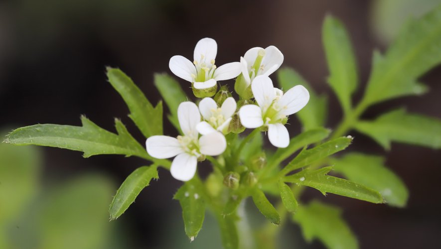 Pour se protéger de la sécheresse ou des inondations, certains types de plantes, comme l'Arabette des dames, secrètent naturellement un acide comparable à de l'aspirine.