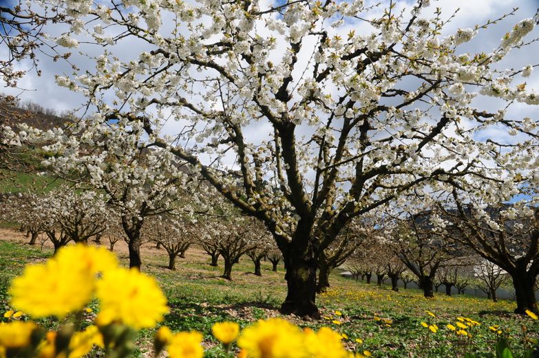 Les cerisiers sont à voir en fleur au printemps.