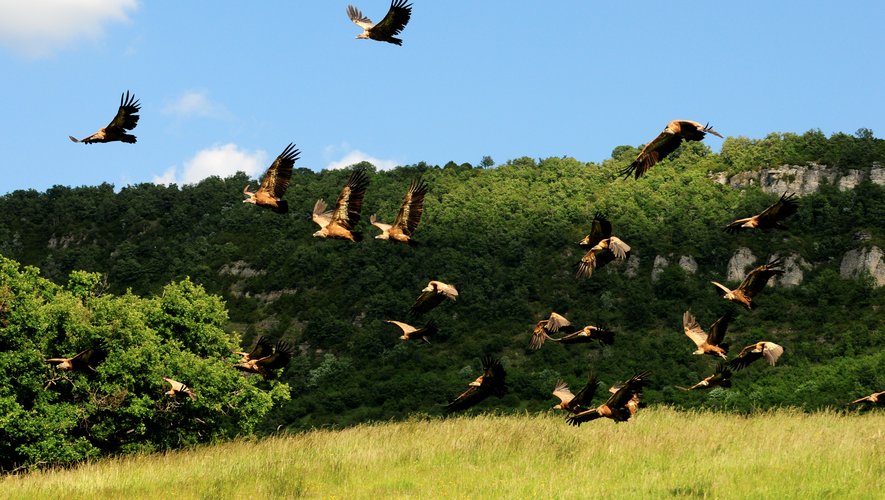 Les vautours font partie d’un vaste programme de réintroduction depuis plusieurs dizaines d’années.