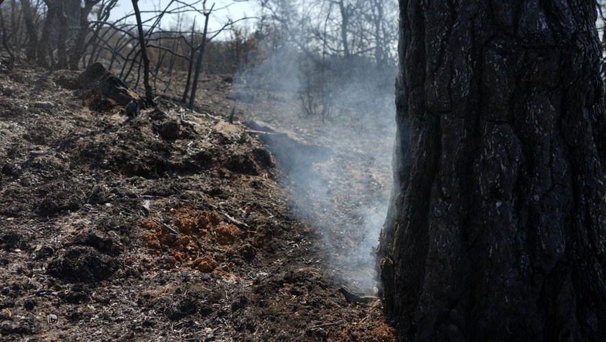 Plus de 750 hectares sont partis en fumée.