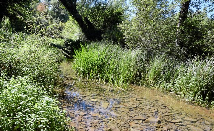 Le marais de Montaris