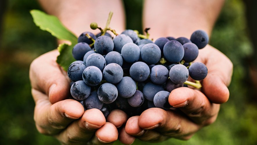 Cépages plus résistants, voire même raisins créés en laboratoire, composeront le futur calendrier des vendanges