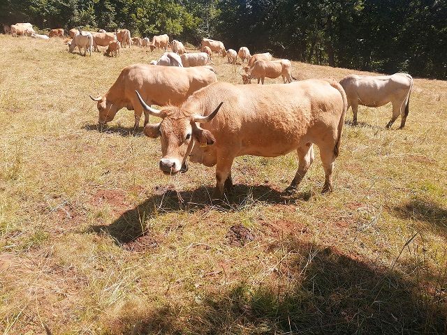 Un troupeau de vaches prêt à négocier votre droit de passage sur ses terres.