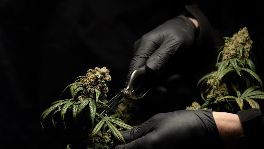 Selon les auteurs de ces travaux, les niveaux de consommation de marijuana en 2021 sont "les plus hauts jamais enregistrés depuis le début du relevé de ces tendances en 1988".