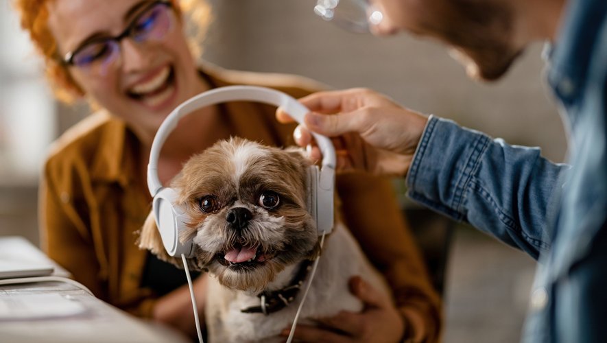 Et si la musique classique aidait les chiens à mieux surmonter l'angoisse de la séparation ?