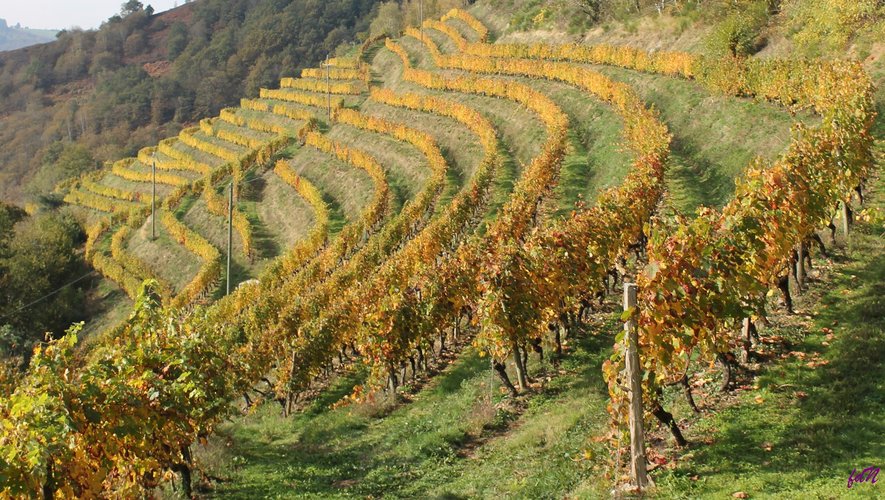 On fête le vin autour des vignobles du Fel : c'est la Salta Coltadas.