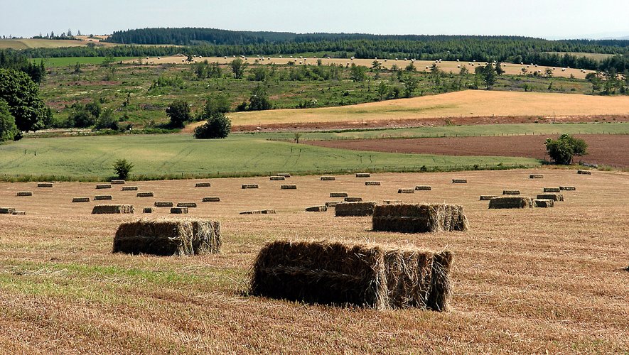 Climat, trésorerie : la double peine pour des éleveurs