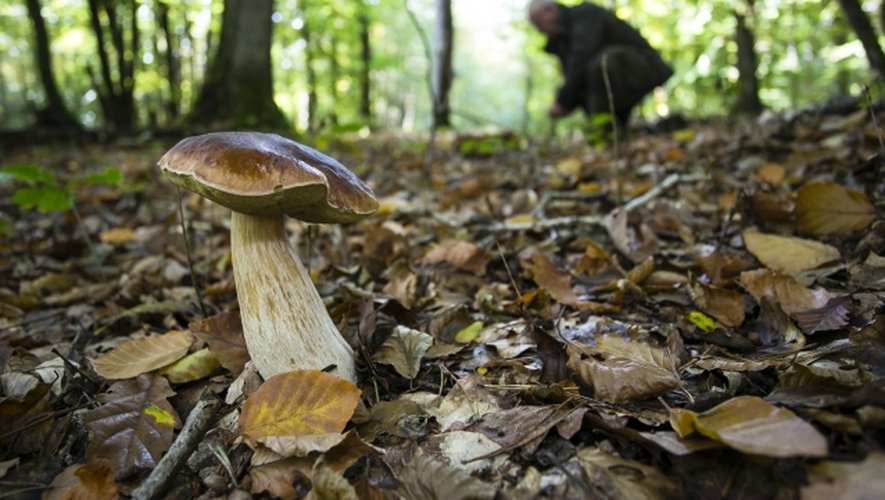 Les champignons ne poussent-ils qu'en automne ?
