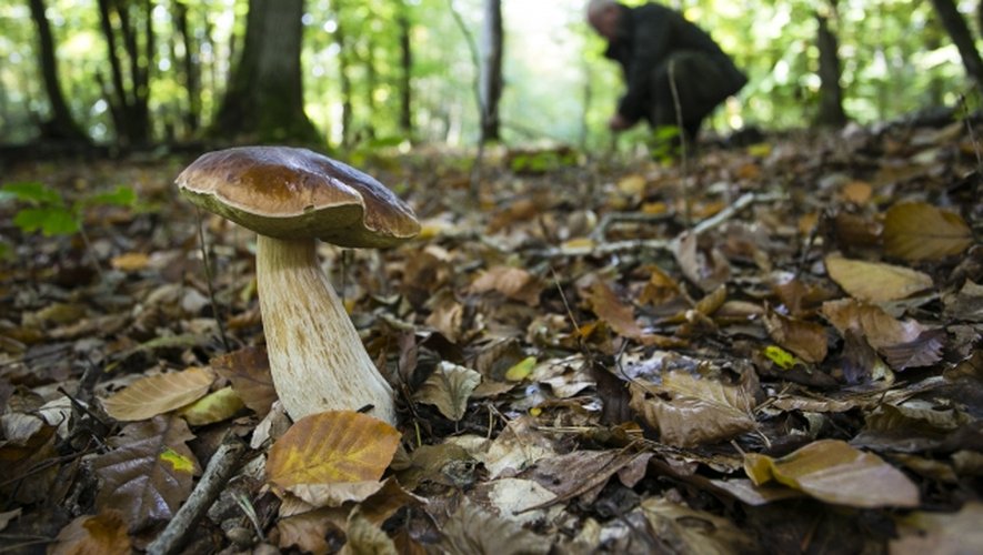 Cueillette des champignons : quelles sont les règles à respecter ... Cueillette des champignons : quelles sont les règles à respecter ...