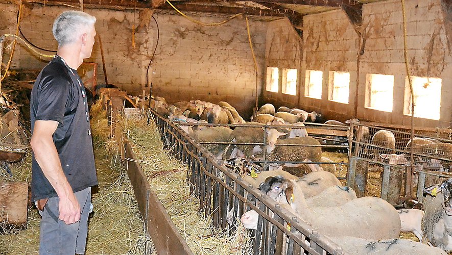 Située au lieu-dit Les Armayrols, commune de Saint-Izaire, la ferme est spécialisée dans la vente directe de volailles et d’agneaux.