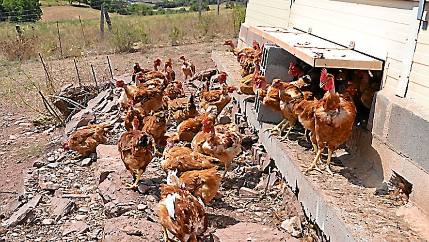 Si avec la chaleur, les poulets préfèrent l’ombre de leur cabane,  ils disposent néanmoins d’un large espace en plein air dans lequel ils peuvent picorer, quand la terre le permet.