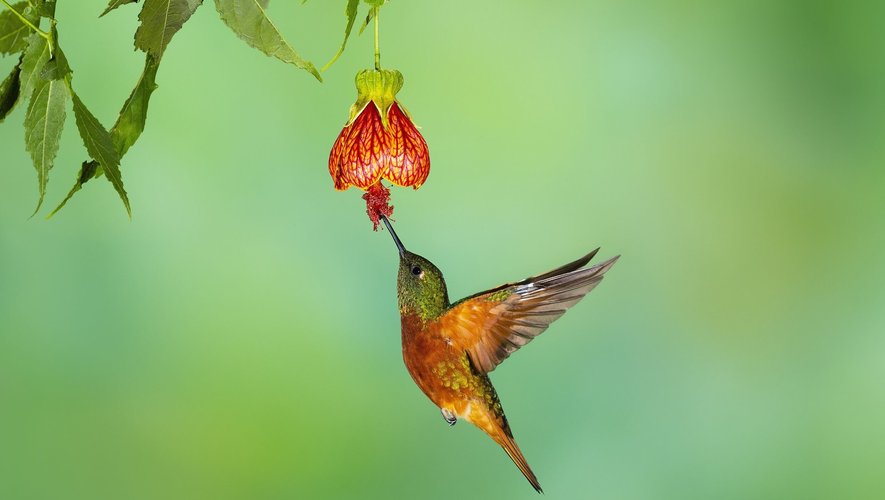 Des colibris femelles se déguisent en mâle pour éviter leurs agressions.