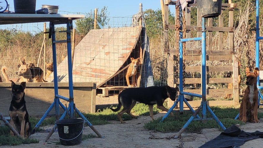53 chiens étaient enfermés, enchaînés ou en divagation dans cet élevage près de Toulouse.