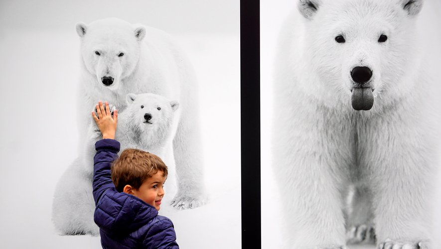 Le regard amusé d’un enfant devant les ours polaires de Kyriakos Kaziras.