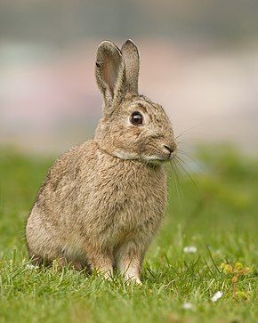 Des joueurs se sont déjà tordus une cheville à cause des trous faits par les lapins sur le terrain de Saint-Sulpice-la-Pointe. 