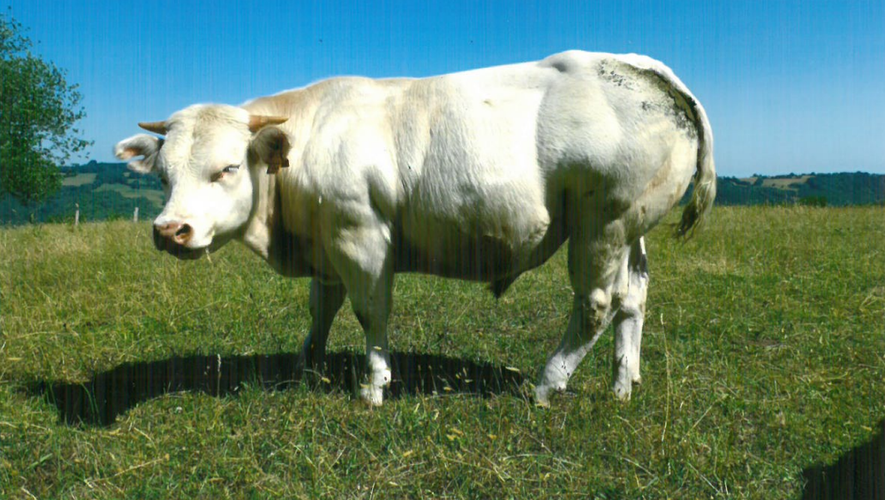 Les demandes pour le sperme de ce taureau viennent du Danemark, de Suisse et même de Chine.