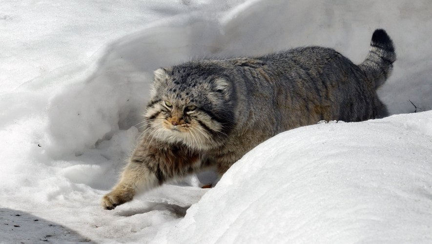 Le manul, ou chat de Pallas, utilise aussi sa queue touffue pour affronter les hivers rigoureux des steppes et des régions montagneuses d’Asie centrale.