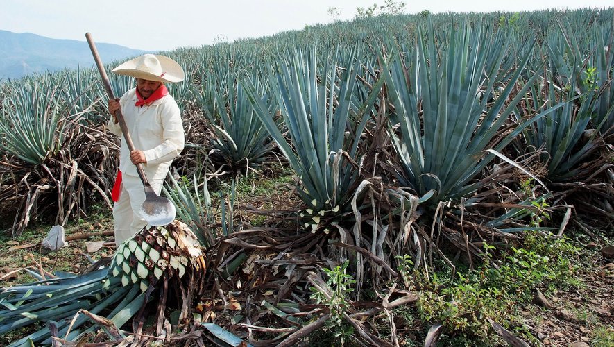 Au Mexique, les prix de l'agave ont atteint des niveaux records tandis que la demande de tequila explose