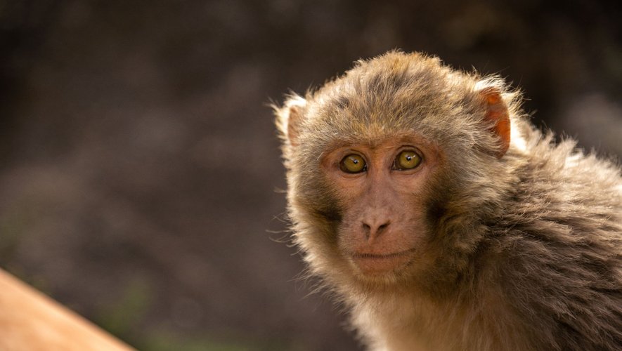 Un autre virus issu du singe sous surveillance
