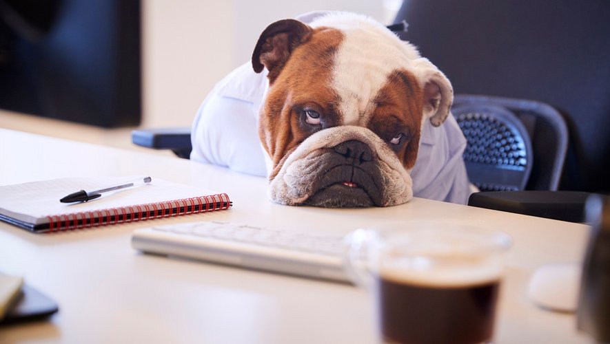 Les employés qui amènent souvent leur chien au travail sont 22% plus satisfaits de leurs conditions de travail.